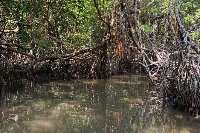 Mangrove Adventure - Key highlights to watch for