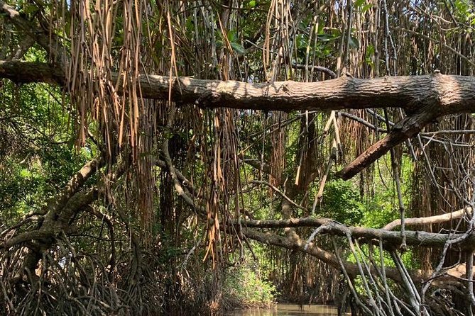 Mangrove Adventure - Bentota mangroves by boat: calm water, real learning