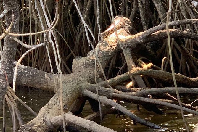 Mangrove Adventure - Your one-hour flow at Bentota River (what it feels like)