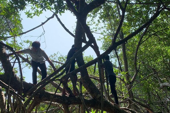 Mangrove Adventure - Mangrove lessons you can use while you look