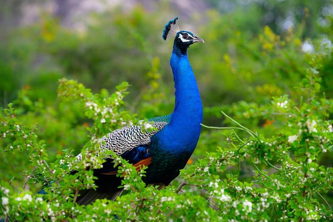 Minneriya Elephant Safari Drive From Trincomalee - Pickup, Timing, and Why the Schedule Matters