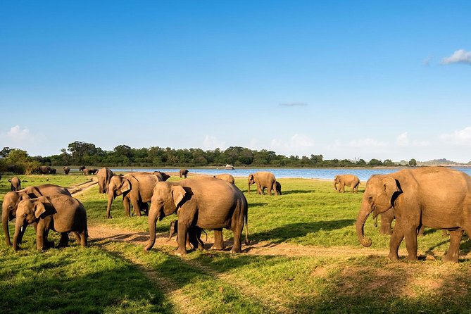 Minneriya Elephant Safari Drive From Trincomalee - Food, Water, and Simple Comfort Wins