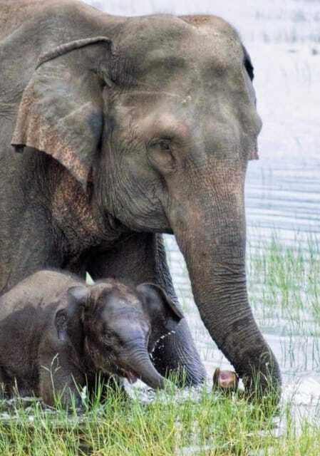 Minneriya Elephant Safari – Half-Day with Expert Tracker - Price and What You Really Get for Around $23