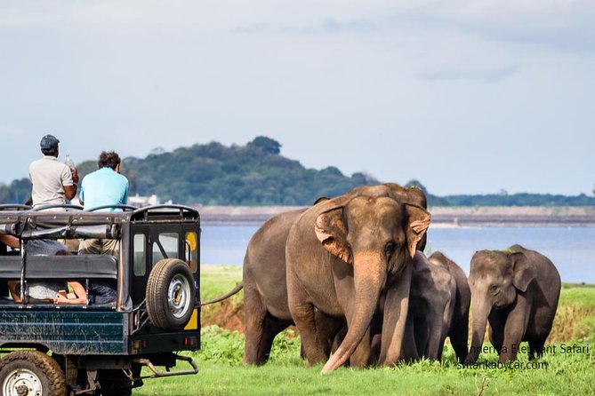Minneriya Elephant Safari wth Sigiriya & Dambulla Cave Temples Full Day Tour - Dambulla Cave Temple complex: a 1-hour visit that can feel calmer than expected