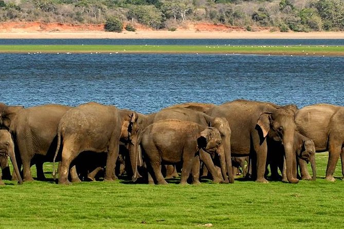 Minneriya Elephant Safari wth Sigiriya & Dambulla Cave Temples Full Day Tour - Practical packing and comfort tips for Sri Lanka daylight hours