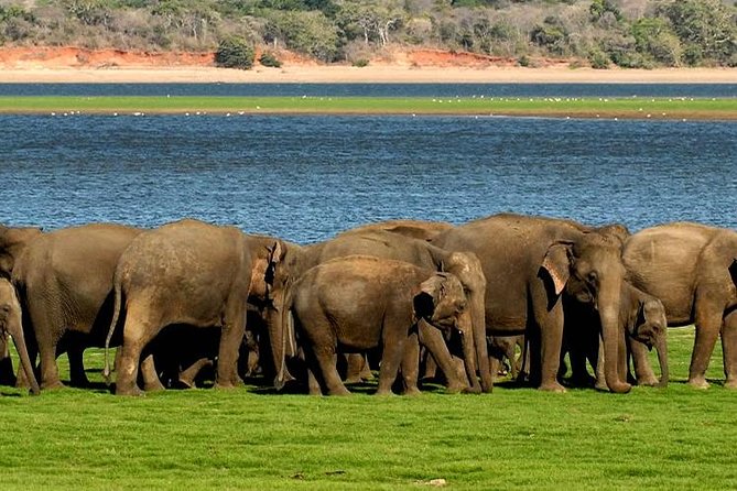 Minneriya Elephant Safari wth Sigiriya Lion Rock from Colombo - Key Things to Know Before You Go