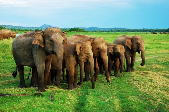 Minneriya Elephant Safari wth Sigiriya Lion Rock from Colombo - Minneriya National Park safari: elephants, 4x4 routes, and best-use timing