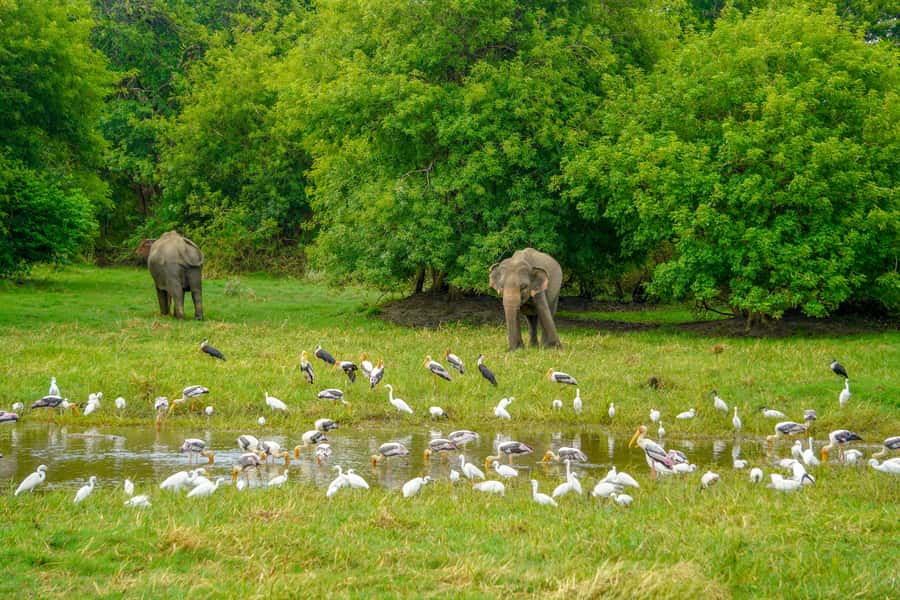 Minneriya: Minneriya National Park Private Elephant Safari - Key highlights to look for on this Minneriya safari