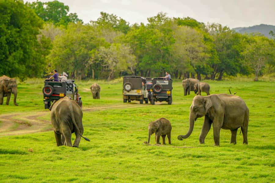 Minneriya: Minneriya National Park Private Elephant Safari - Where this Minneriya elephant safari fits in Sri Lanka