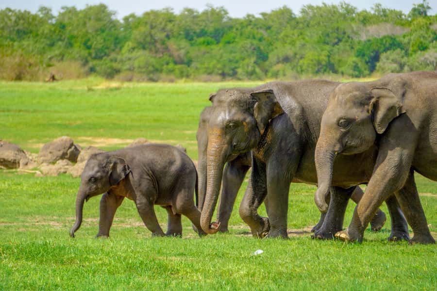 Minneriya: Minneriya National Park Private Elephant Safari - Hotel pickup and private jeep transport, what you actually get