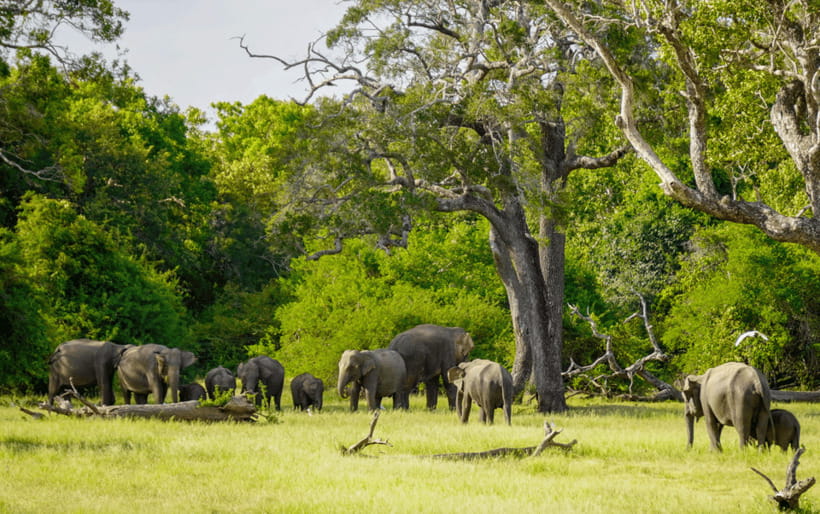 Minneriya: Minneriya National Park Private Elephant Safari - Seeing elephants up close, what to expect in real life
