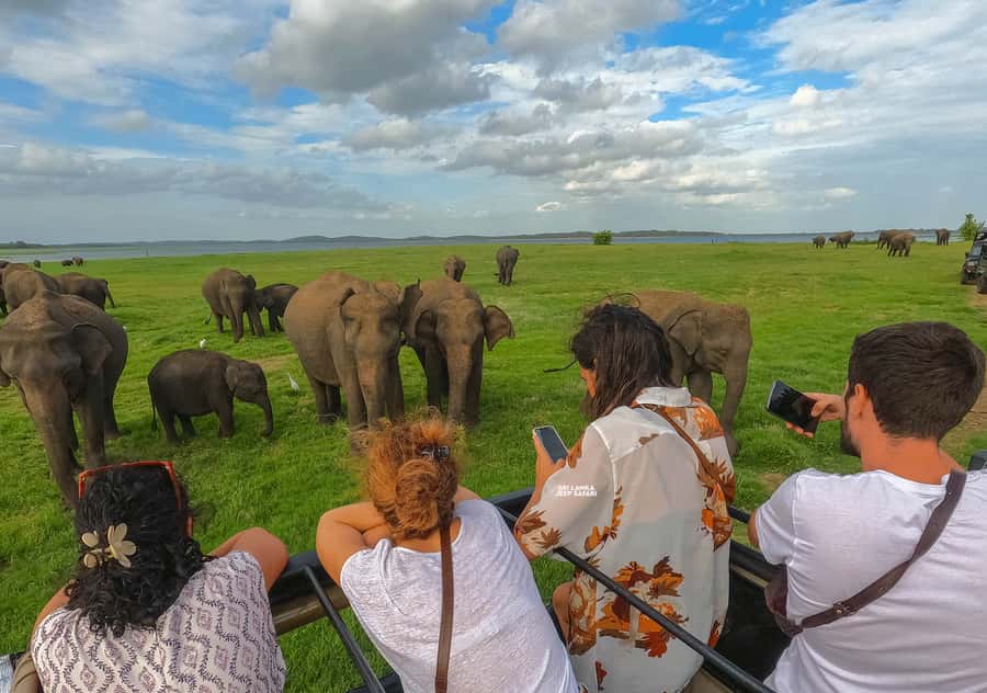 Minneriya: Minneriya National Park Private Elephant Safari - When Minneriya is crowded, how the guide may adjust your plan