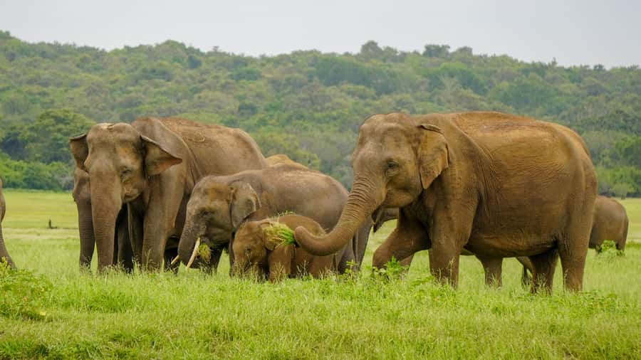 Minneriya: Minneriya National Park Private Elephant Safari - Comfort rules: what’s allowed and what’s not