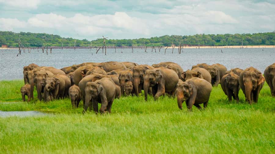 Minneriya: Minneriya National Park Private Elephant Safari - The timing that matters, and why the 12:30 pickup helps
