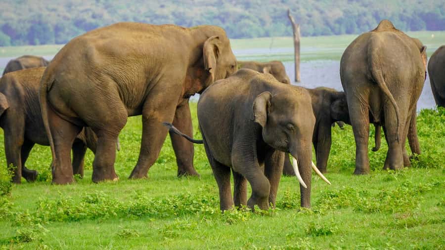 Minneriya: Minneriya National Park Private Evening Safari - Key Highlights You’ll Feel Right Away