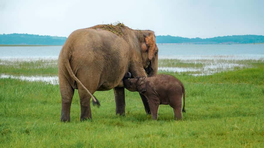 Minneriya: Minneriya National Park Private Evening Safari - Minneriya Tank Is the Reason This Safari Hits