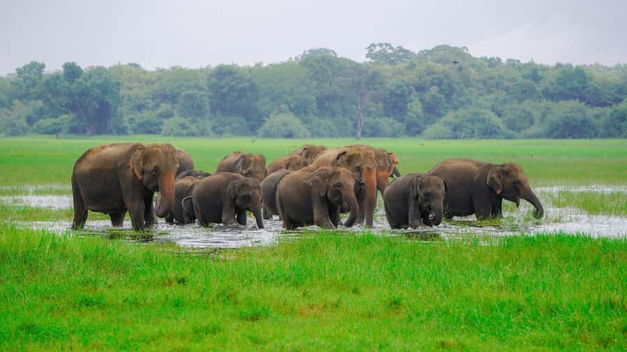 Minneriya: Minneriya National Park Private Evening Safari - In the Park: Forest, Grasslands, and Wetland Change How You See Wildlife