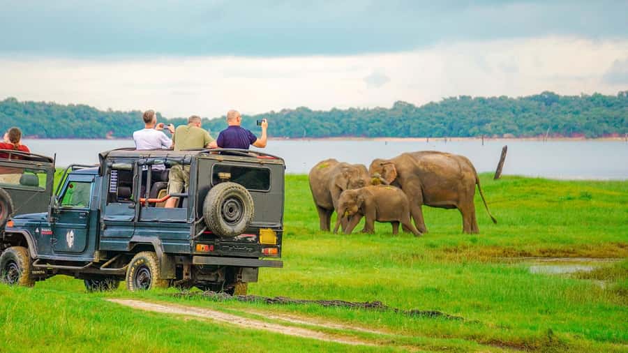 Minneriya: Minneriya National Park Private Evening Safari - Wildlife Photography: Timing Helps, Etiquette Matters More