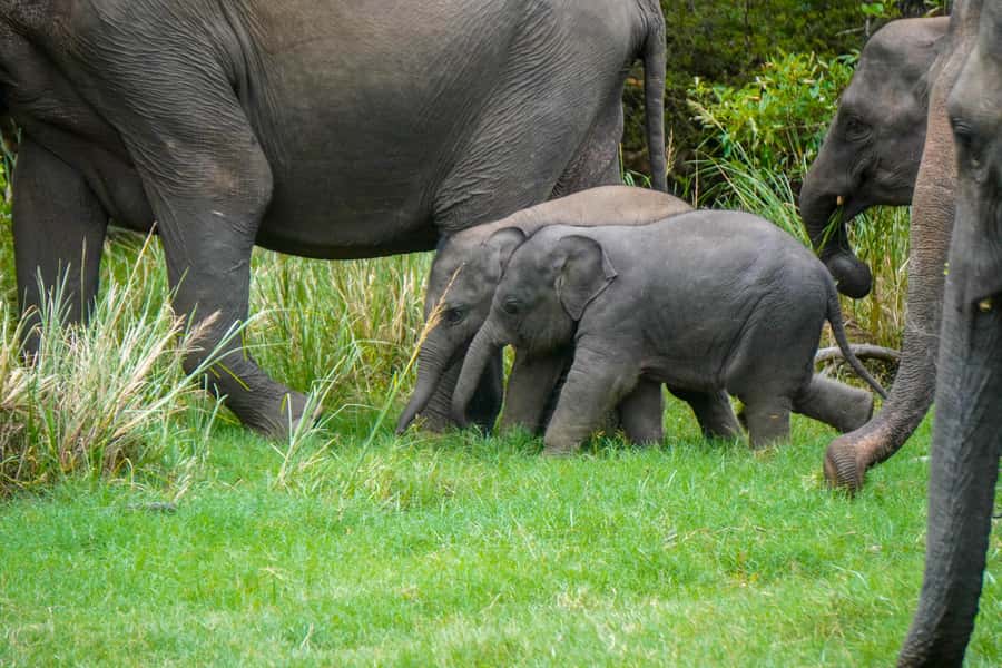Minneriya: Minneriya National Park Private Evening Safari - What Makes This Tour Good Value at $41, Once You Add the Real Cost