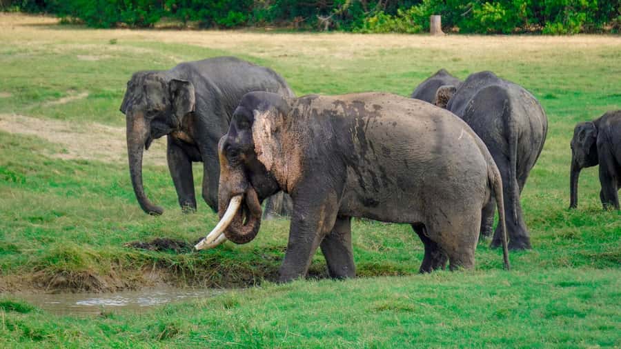 Minneriya: Minneriya National Park Private Evening Safari - The Small Details That Actually Improve Your Safari