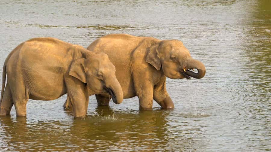 Minneriya: Minneriya National Park Private Evening Safari - Who Should Book This Private Evening Jeep Safari