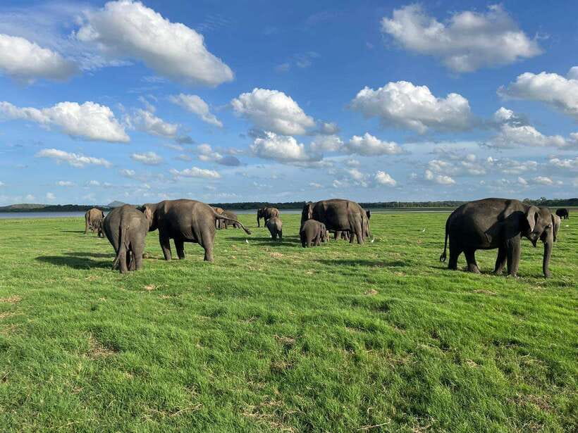 Minneriya: Minneriya National Park Private Jeep Safari - Key Things You’ll Notice on This Minneriya Private Jeep Safari