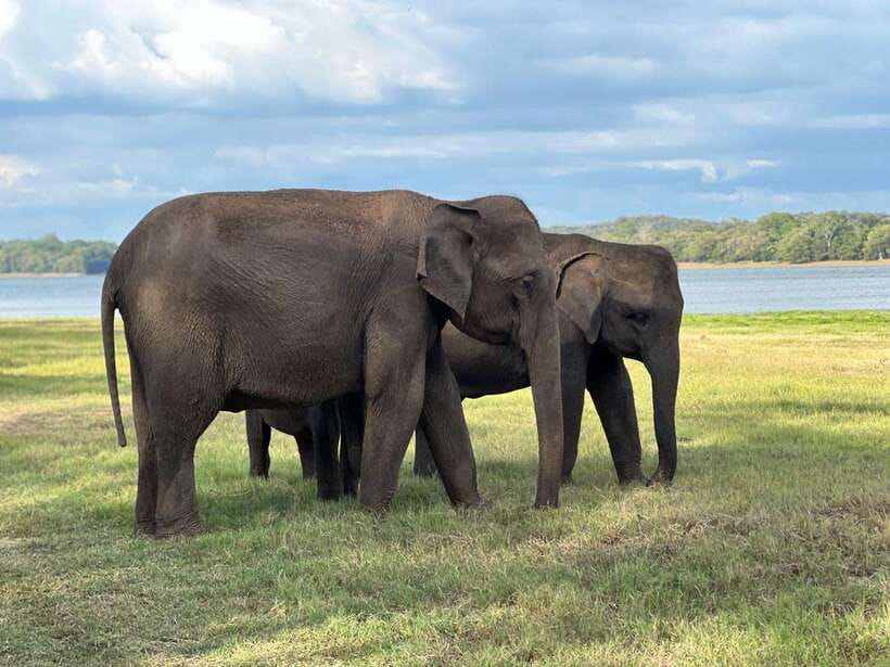 Minneriya: Minneriya National Park Private Jeep Safari - Minneriya Safari at a Glance: What 4 Hours Really Feels Like