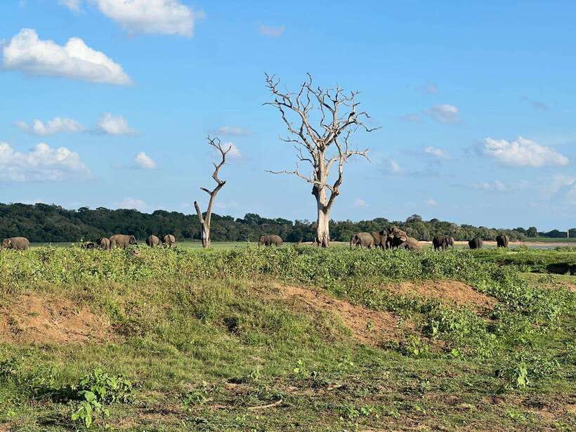Minneriya: Minneriya National Park Private Jeep Safari - The Main Event: Watching Sri Lanka’s Elephants at the Reservoirs