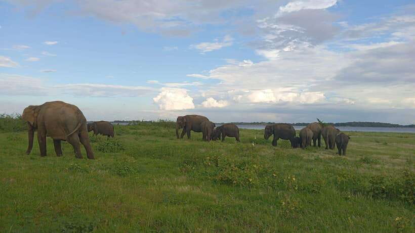 Minneriya: Minneriya National Park Private Jeep Safari - Photo Stops That Don’t Feel Like Rushing Through