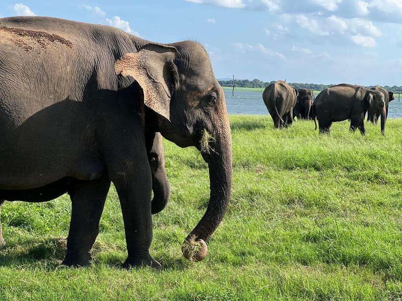 Minneriya: Minneriya National Park Private Jeep Safari - Price and Logistics: Is $35 Good Value for a Private Jeep Safari?