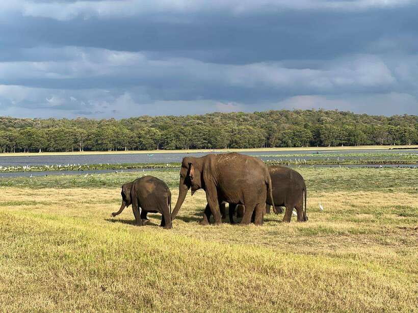 Minneriya: Minneriya National Park Private Jeep Safari - What to Pack and How to Stay Comfortable in Minneriya