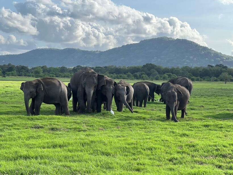 Minneriya: Minneriya National Park Private Jeep Safari - Choosing Morning or Evening in Minneriya, and Why Your Start Time Matters