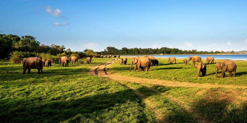 Minneriya: Minneriya National Park Private Safari - Key highlights worth your attention