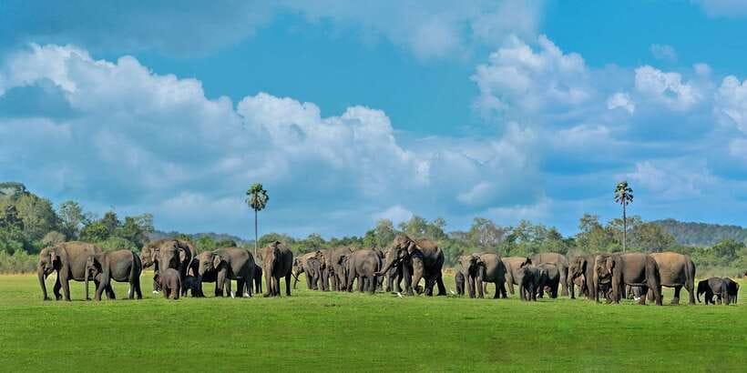 Minneriya: Minneriya National Park Private Safari - Minneriya Safari Value: What You Pay, What You Actually Get