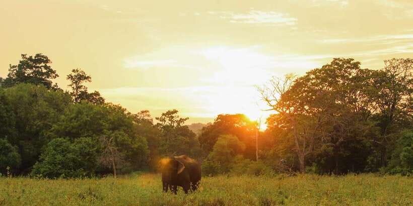 Minneriya: Minneriya National Park Private Safari - Spotting Elephants the Right Way, From Engine Off to Good Distance
