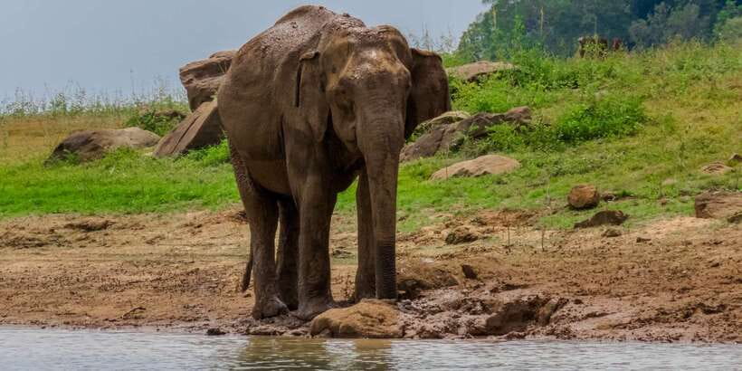 Minneriya: Minneriya National Park Private Safari - Bird Watching and Other Wildlife in the Dry Forest