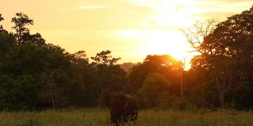 Minneriya: Minneriya National Park Private Safari - Entrance Tickets, Trackers, and the Stuff You Need to Know
