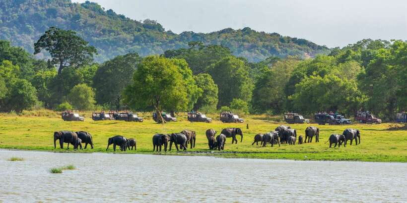 Minneriya: Minneriya National Park Private Safari - What If the Elephants Aren’t in Minneriya Today