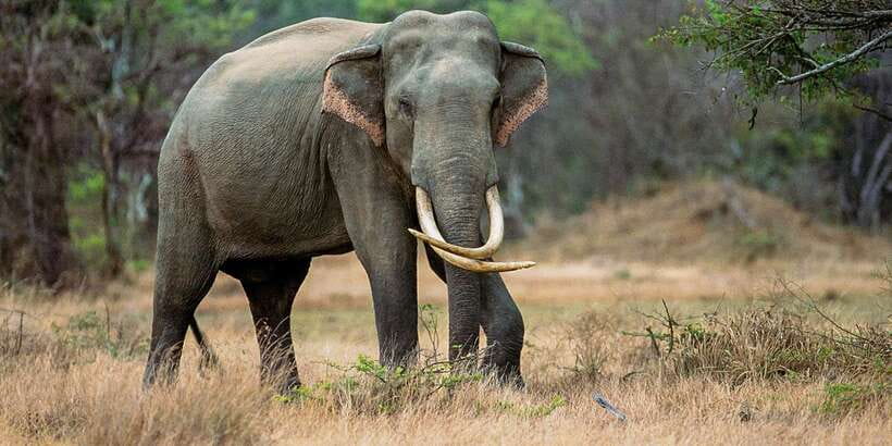 Minneriya: Minneriya National Park Private Safari - Where You Go: Minneriya Reservoir Country and the Elephant Circuit