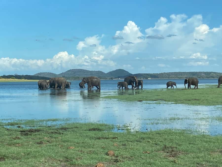 Minneriya National Park 4x4 jeep Safari Include Entrance Fee - Key highlights at a glance