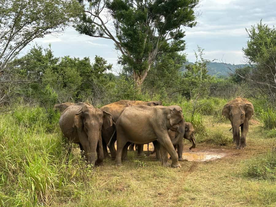 Minneriya National Park 4x4 jeep Safari Include Entrance Fee - Price and value: is $120 fair for what you get?