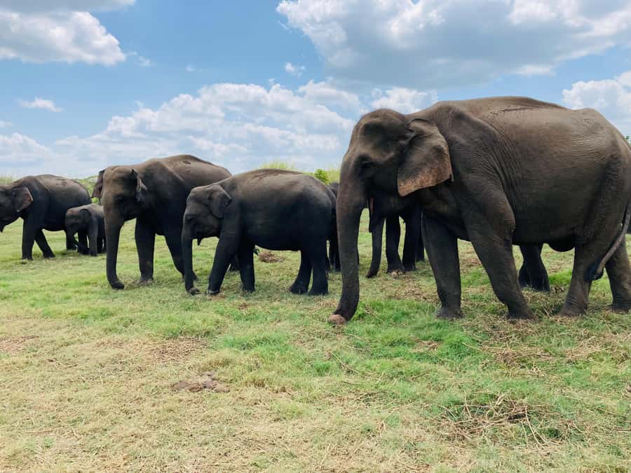 Minneriya National Park 4x4 jeep Safari Include Entrance Fee - Where Minneriya fits in Sri Lanka, and why it’s worth the drive