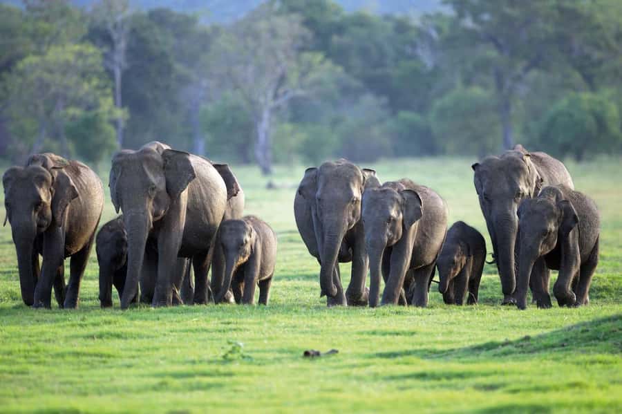 Minneriya National Park 4x4 jeep Safari Include Entrance Fee - Entering the park gate with tickets handled for you