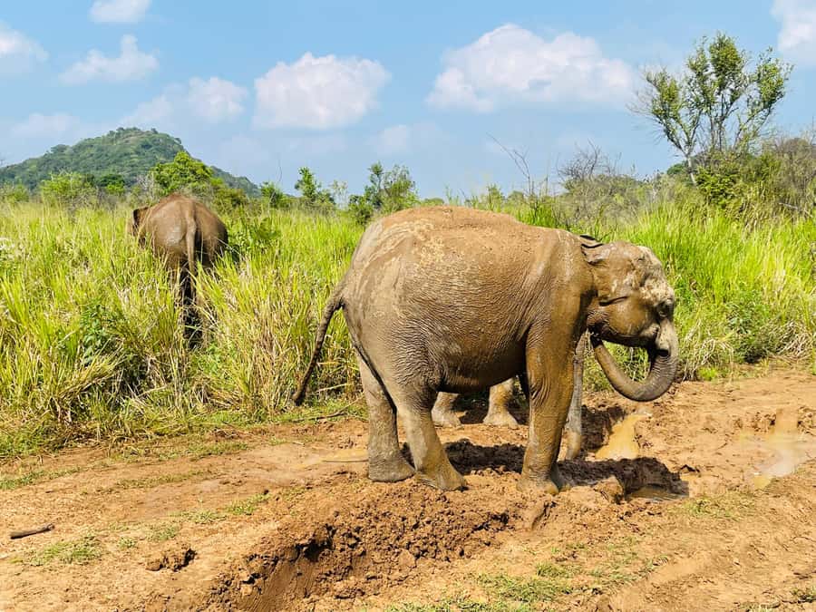 Minneriya National Park 4x4 jeep Safari Include Entrance Fee - Private open-top 4x4 jeep Safari, what the route really feels like