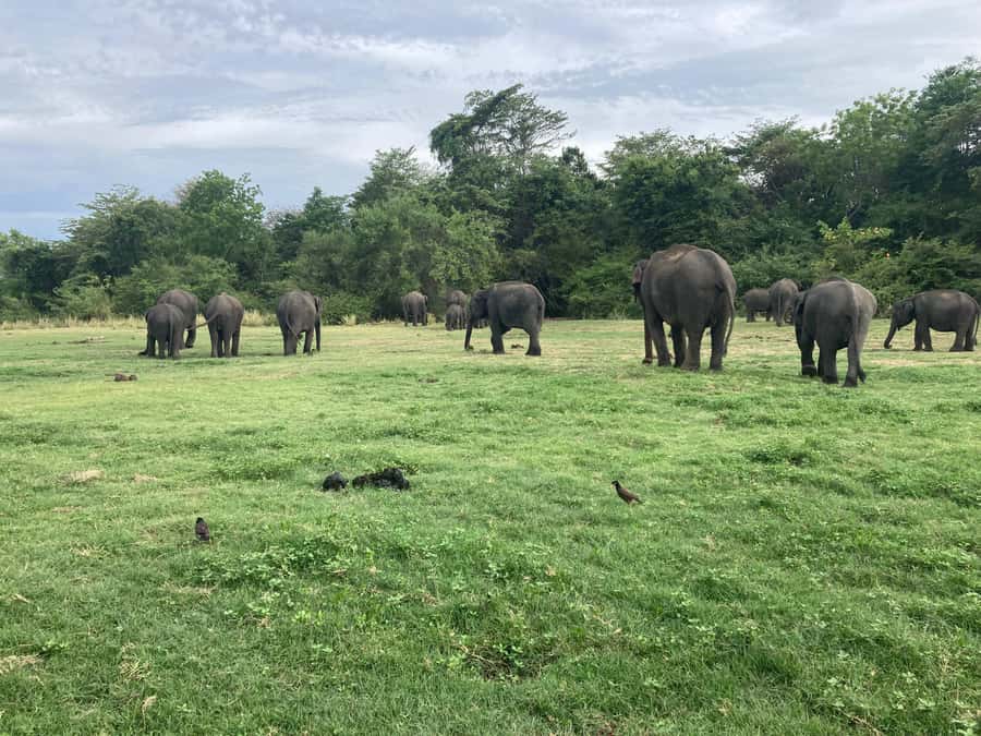Minneriya National Park 4x4 jeep Safari Include Entrance Fee - Elephant gathering: how this safari targets the moment you came for
