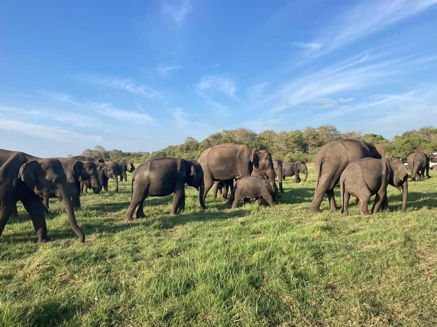 Minneriya National Park 4x4 jeep Safari Include Entrance Fee - Beyond elephants: deer, monkeys, crocodiles, and birds