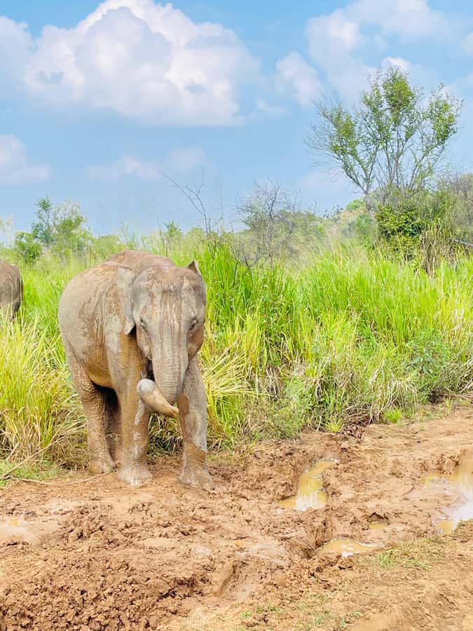 Minneriya National Park 4x4 jeep Safari Include Entrance Fee - Photography and observation stops from an open-top vantage point