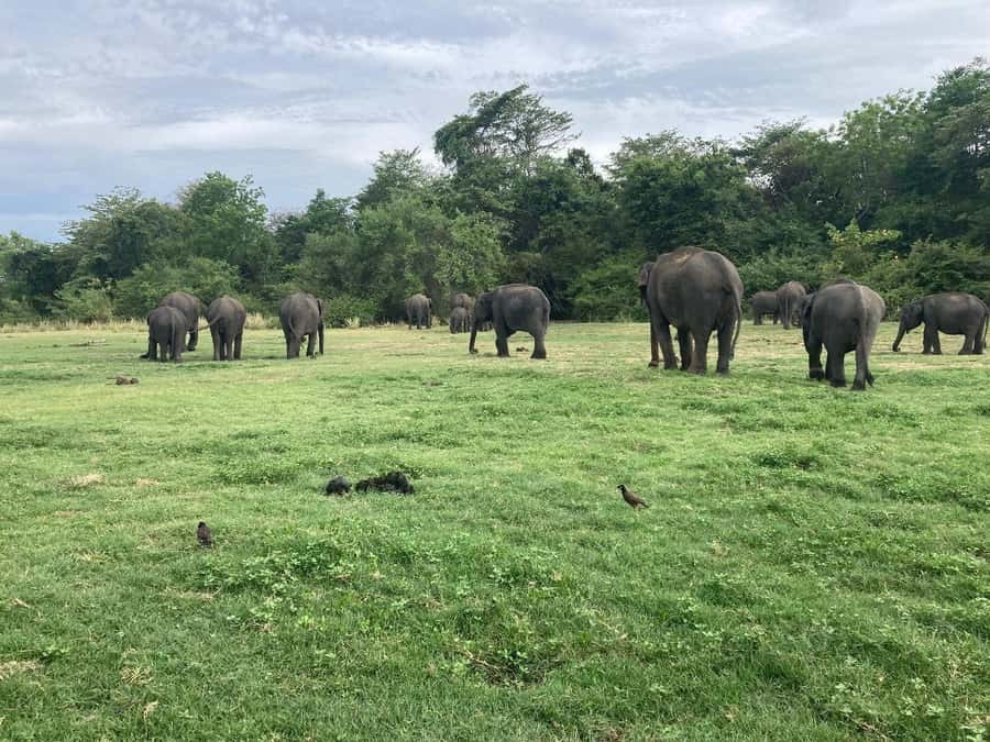 Minneriya National Park 4x4 jeep Safari Include Entrance Fee - Bottled water, duration, and what to plan for