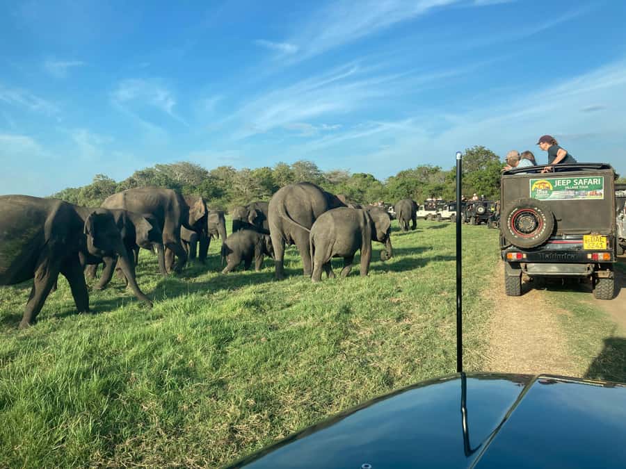 Minneriya National Park 4x4 jeep Safari Include Entrance Fee - Pickup from Habarana or Sigiriya, and timing choices that change the vibe