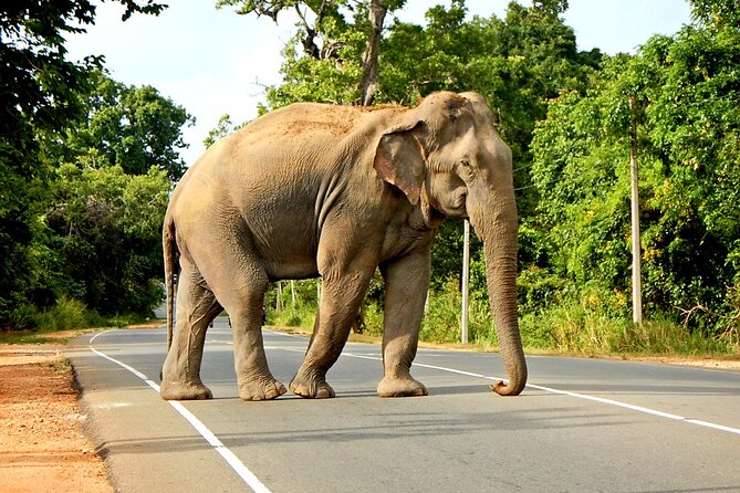 Minneriya National Park Elephant Safari - Key Highlights Before You Go